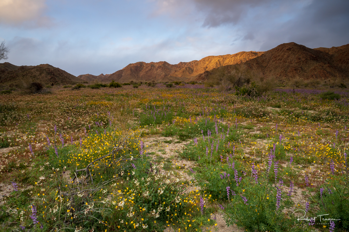 Joshua Tree Spring Wildflowers