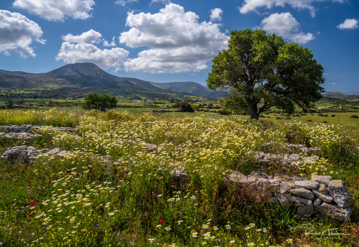 Wildflowers and Ruins at Temple of Demeter
