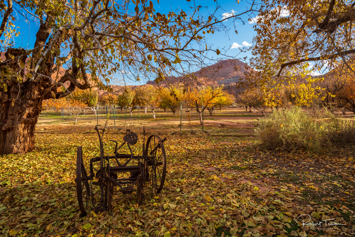 Orchard at Lonely Dell Ranch