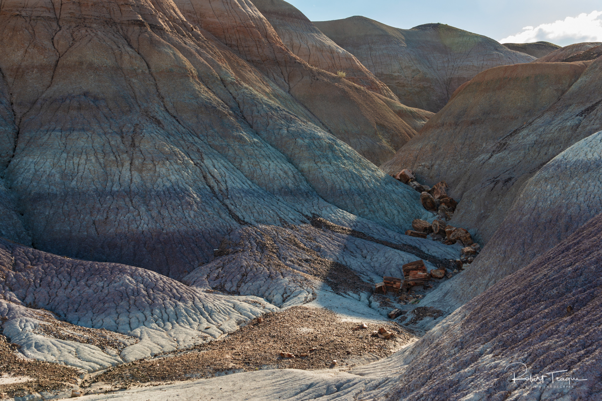 Petrified Tree Stumps at Blue Mesa