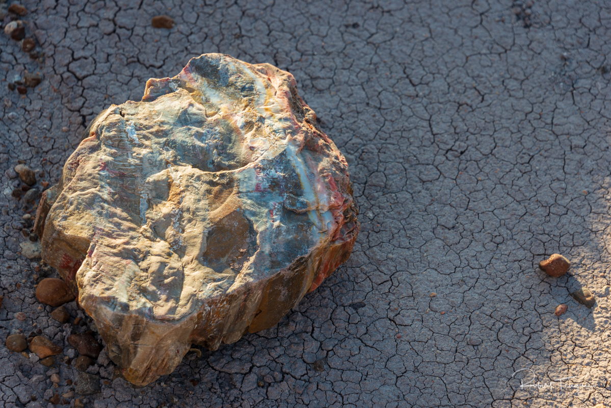 Remains of tree turned to stone in Petrified Forest National Park