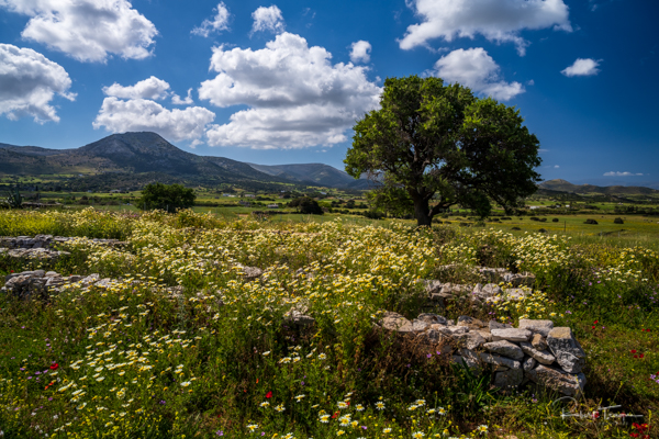 Wildflowers and Ruins at Temple of Demeter