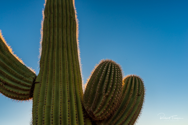 Bright Saguaro