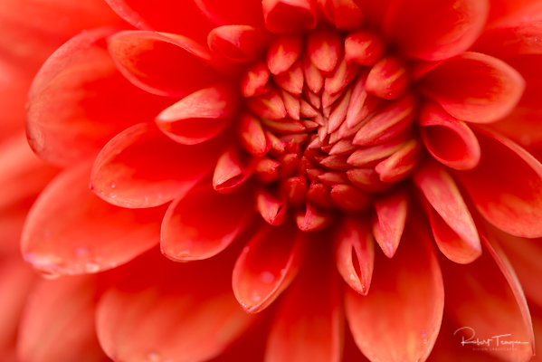 Mad About Red - Waterlily Dahlia
