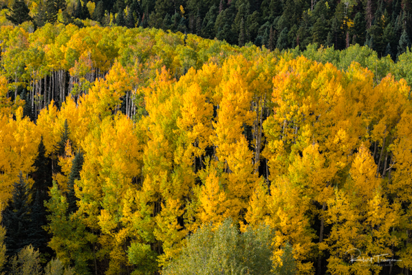 Aspens in Green and Gold