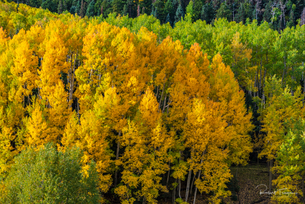 Aspens in Green and Gold 2