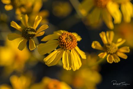 Brittlebush, the Little Sunflowers of the Desert