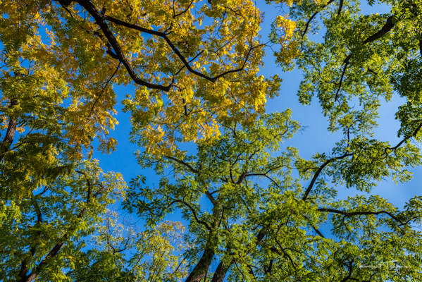 Oaks in Fall, Green and Yellow