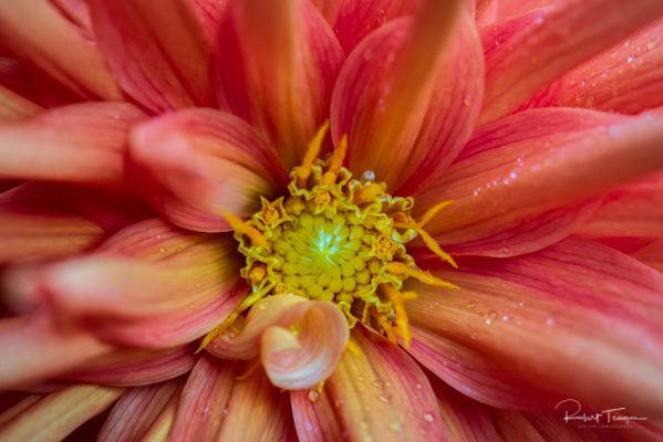 Pink and Yellow Dahlia