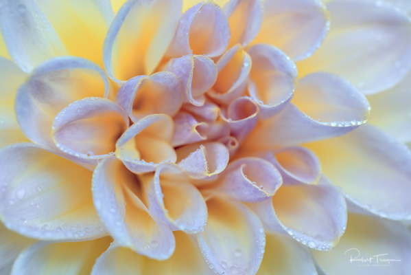 Yellow and Gold Dahlia