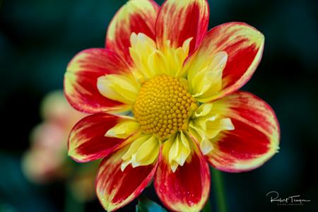Red and Yellow "Pooh" Dahlia