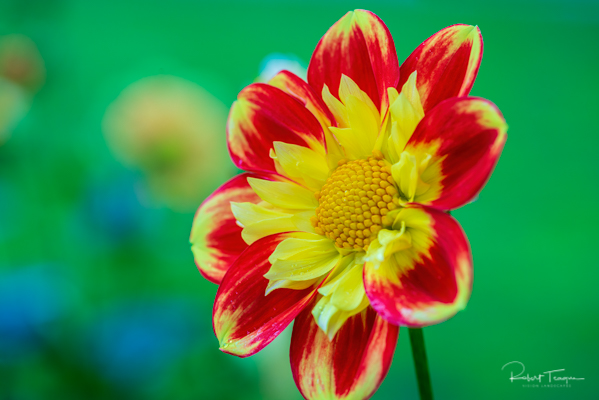 Red and Yellow "Pooh" Dahlia on Green