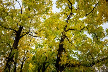Oak Trees in Fall Along the Ahrtalweg